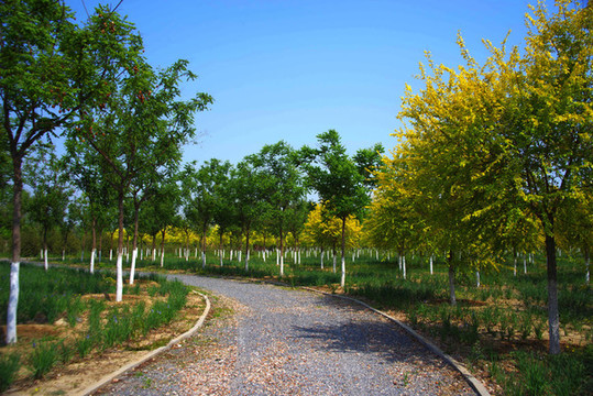 北京大興區(qū)魏善莊城市森林公園