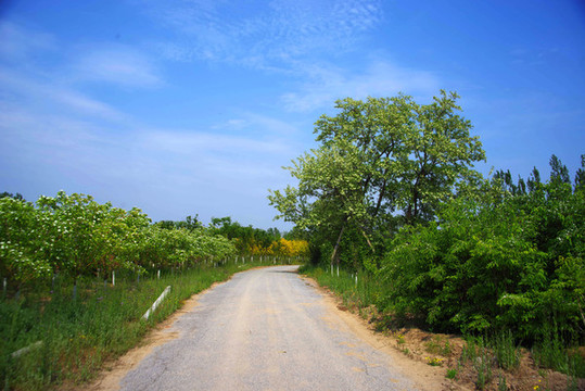 北京大興區(qū)魏善莊城市森林公園