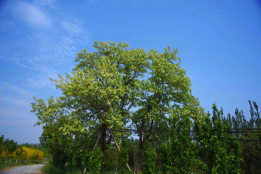 北京大興區(qū)魏善莊城市森林公園
