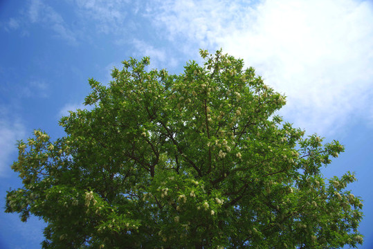 北京大興區(qū)魏善莊城市森林公園