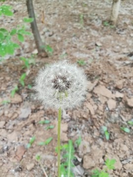 一枝蒲公英