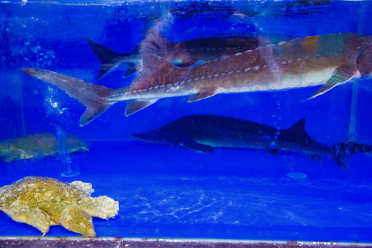 中華鱘甲魚(yú)
