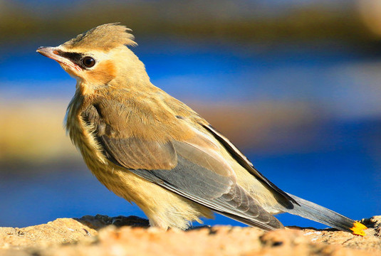 太平鳥