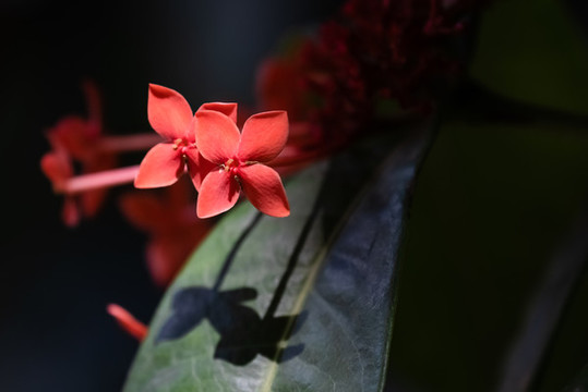 龍船花
