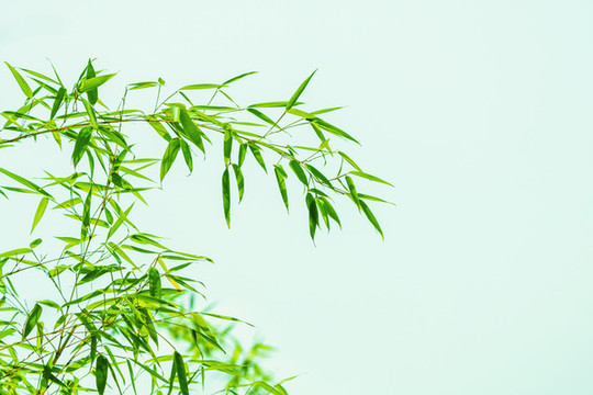 翠竹