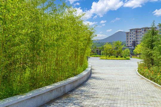 公園竹林