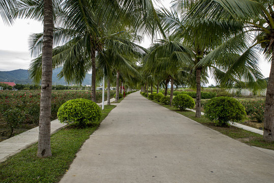海南椰林大道