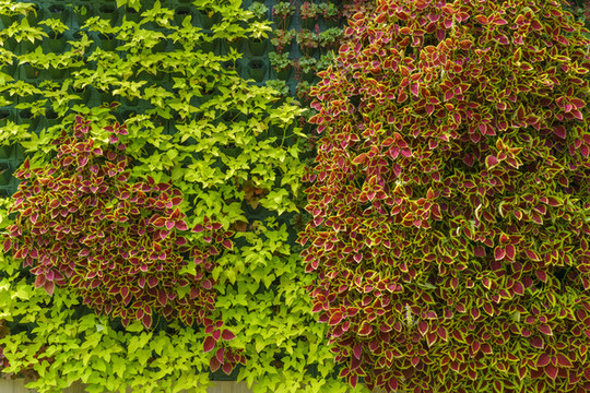 綠植墻