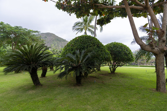 公園樹林