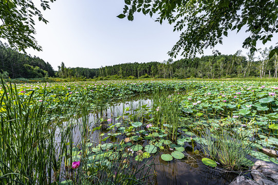 荷花盛開的長(zhǎng)春凈月潭公園風(fēng)景