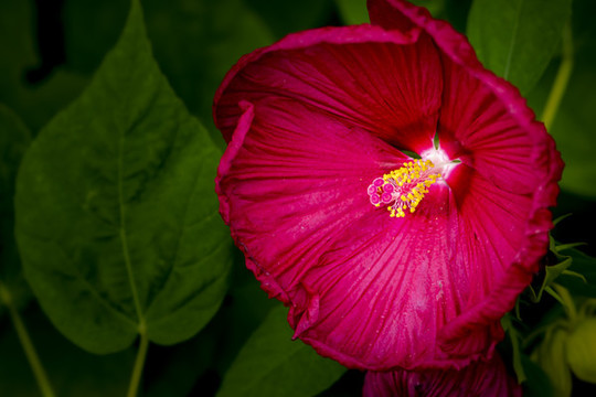 盛開的芙容葵