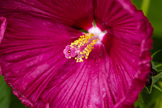 盛開的芙容葵
