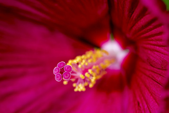 盛開的芙容葵