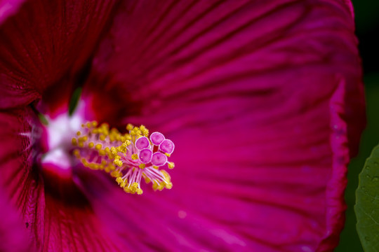 盛開的芙容葵