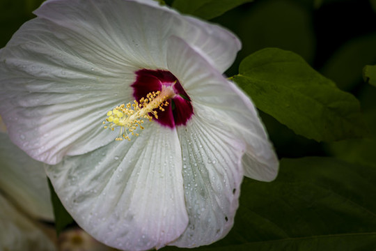 盛開(kāi)的芙容葵
