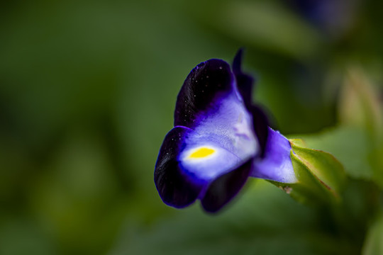 盛開的藍(lán)豬耳花
