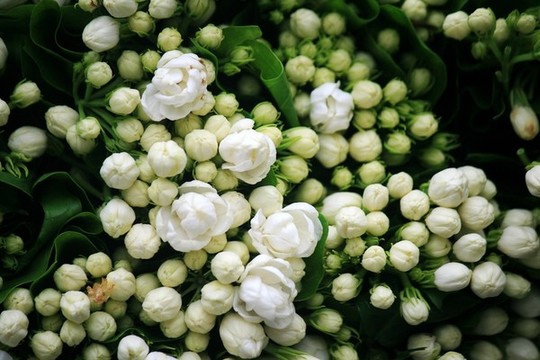 茉莉花
