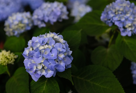 繡球花