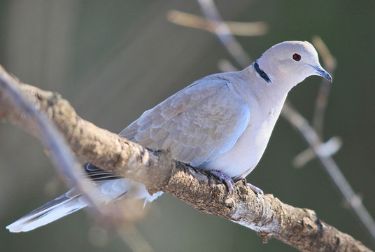 灰斑鳩