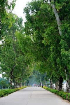 鄉(xiāng)村公路