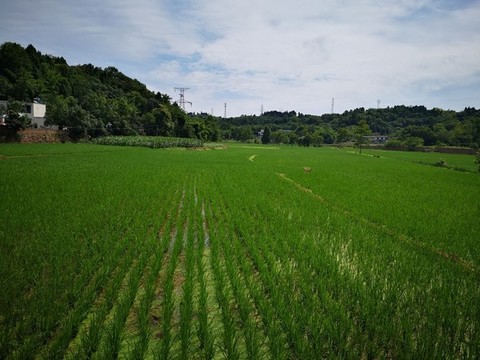 水稻田