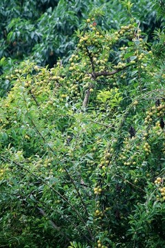 李子樹