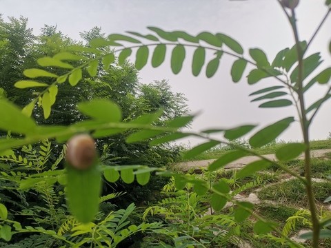 森二十六