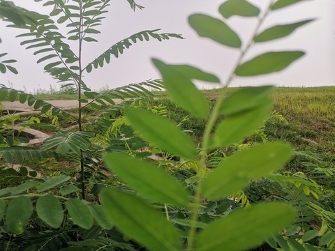 森二十八