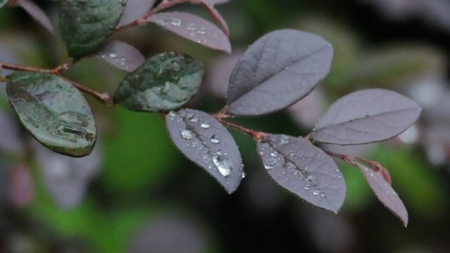 紫葉小檗