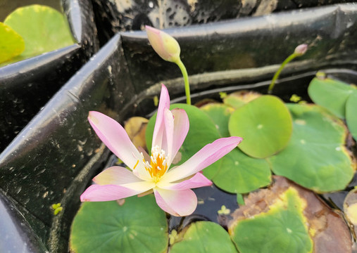 碗蓮