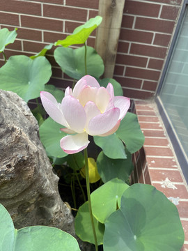 粉色碗蓮