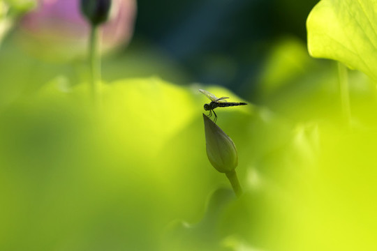 荷花上蜻蜓飛舞