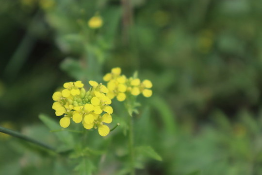 小花糖芥