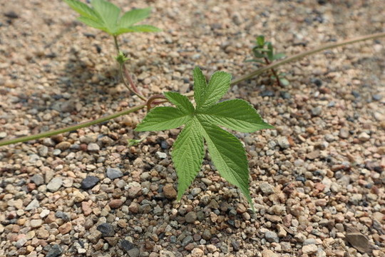 葎草