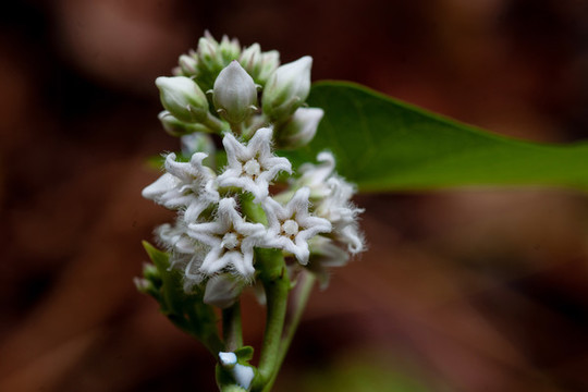 小清新白花