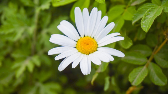 小雛菊