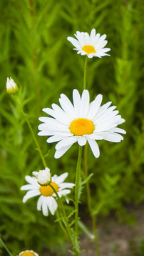 小雛菊