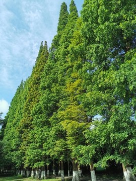 綠樹林