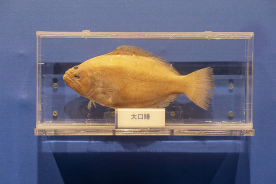 大口鳒標本