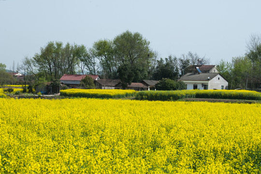 油菜花