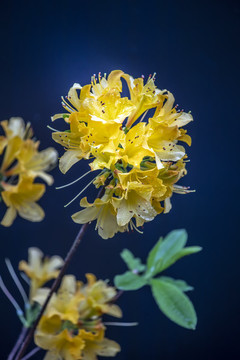 黃花杜鵑