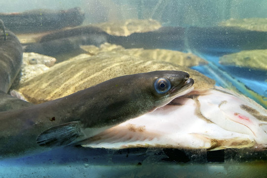 鰻魚