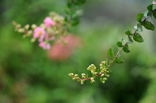 紫薇