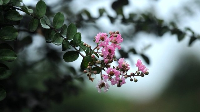 紫薇
