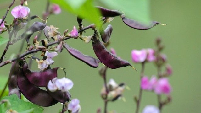 扁豆花