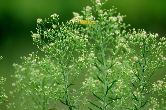 小蓬草