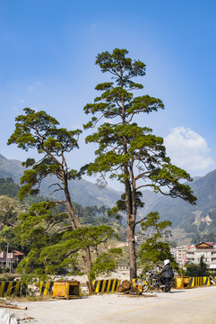 松樹