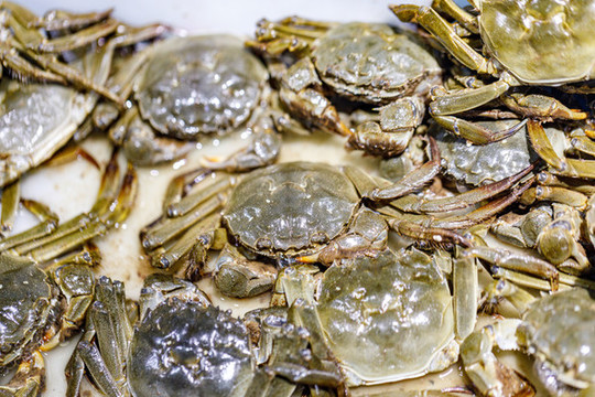 飯店酒樓海鮮食材