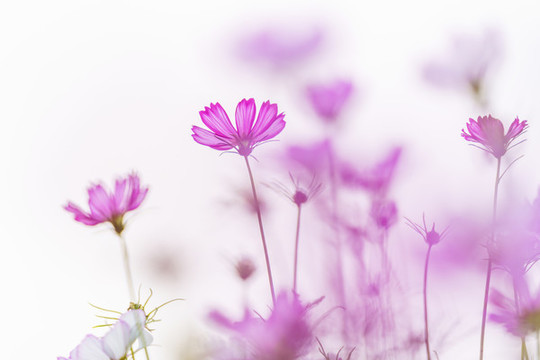 格桑花唯美圖片
