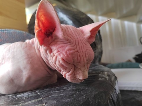 無毛貓